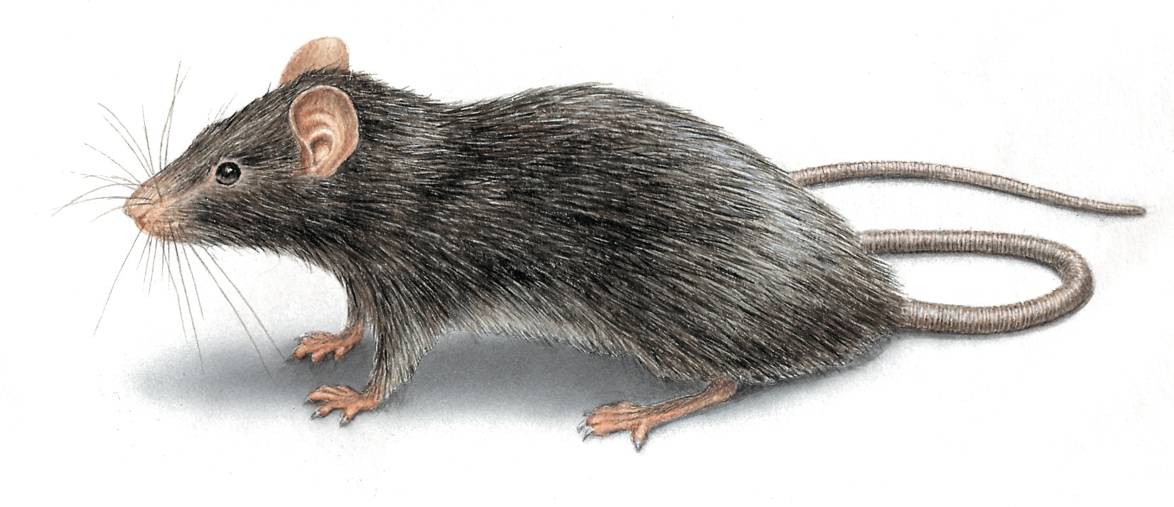 Rodent Control Sydney