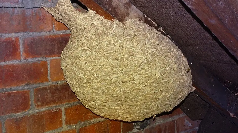Wasp & Bee Removal Sydney