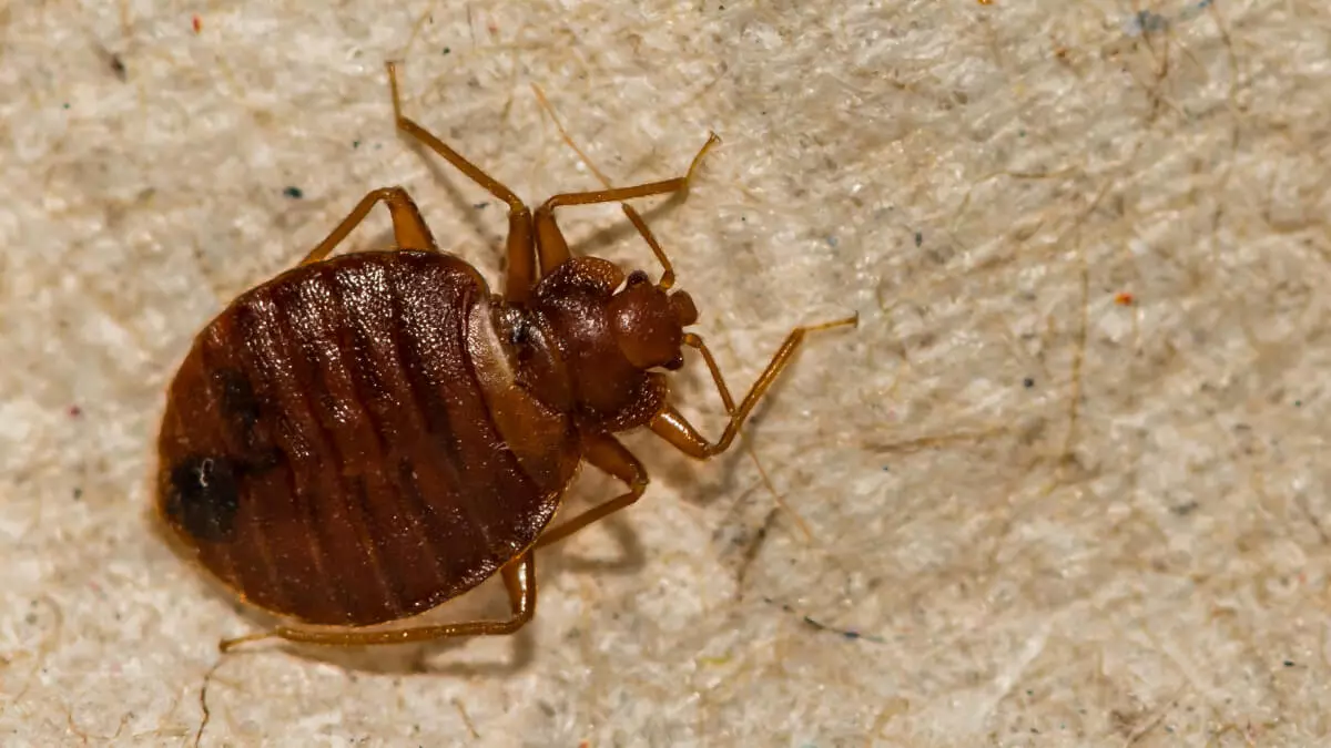 Bed Bug & Odour Control Sydney