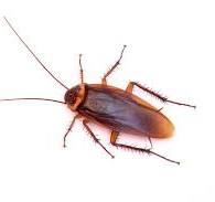 Cockroach Control Sydney