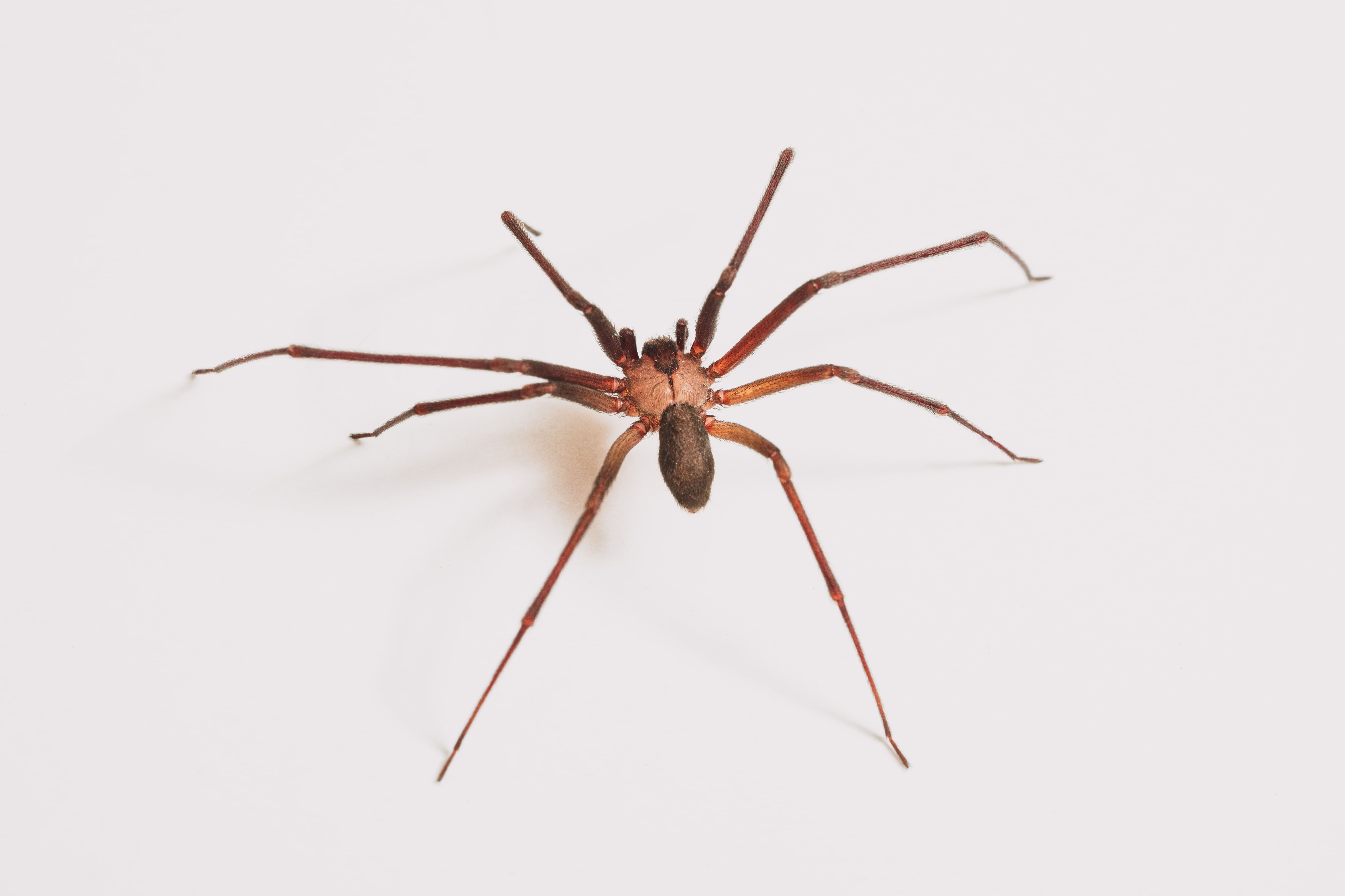 Ant & Spider Control Sydney