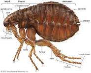General Pest Control Sydney