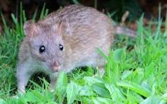 Rat Control