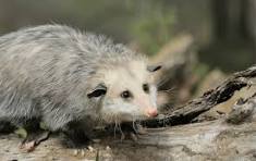 Possum Removal