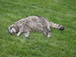 Dead Animal Removal