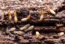 Termite Control